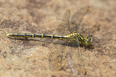 Austrogomphus guerini